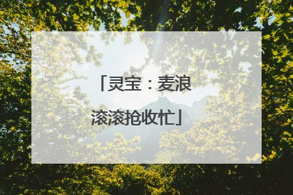 灵宝：麦浪滚滚抢收忙