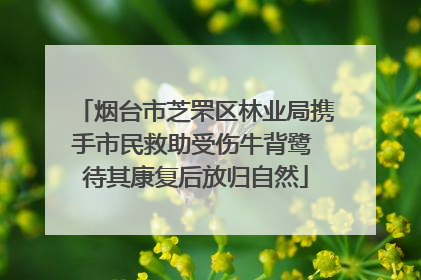 烟台市芝罘区林业局携手市民救助受伤牛背鹭 待其康复后放归自然