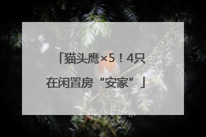 猫头鹰×5！4只在闲置房“安家”