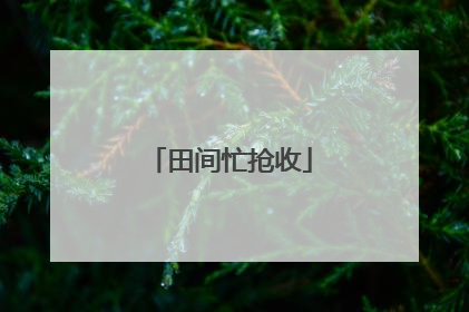 田间忙抢收