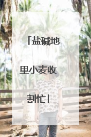 盐碱地里小麦收割忙