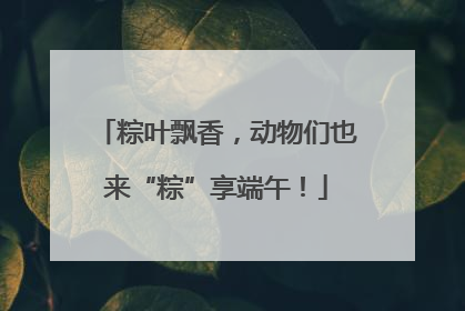 粽叶飘香，动物们也来“粽”享端午！