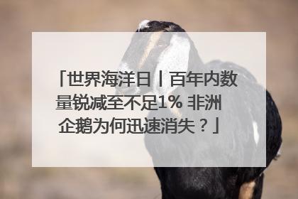 世界海洋日丨百年内数量锐减至不足1% 非洲企鹅为何迅速消失？