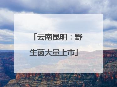 云南昆明：野生菌大量上市