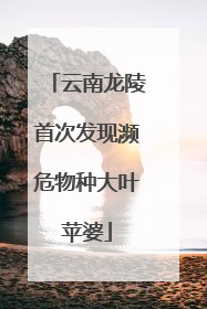 云南龙陵首次发现濒危物种大叶苹婆