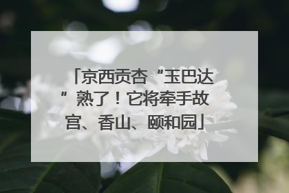 京西贡杏“玉巴达”熟了！它将牵手故宫、香山、颐和园