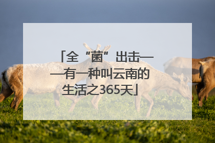 全“菌”出击——有一种叫云南的生活之365天