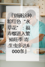 别碰这种粉红色“水草花”：福寿螺进入繁殖旺季 寄生虫多达6000条