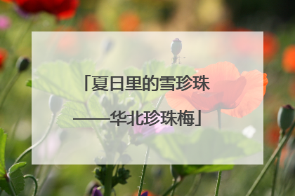 夏日里的雪珍珠——华北珍珠梅