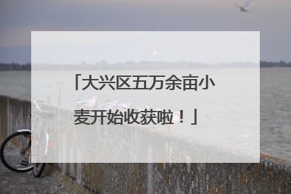 大兴区五万余亩小麦开始收获啦！
