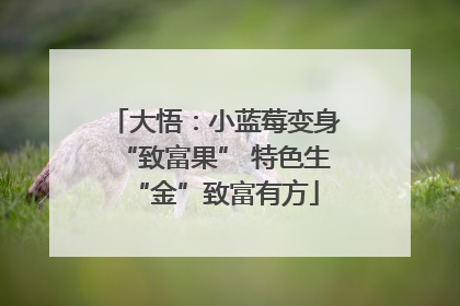 大悟：小蓝莓变身“致富果” 特色生“金”致富有方