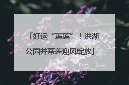 好运“莲莲”！洪湖公园并蒂莲迎风绽放