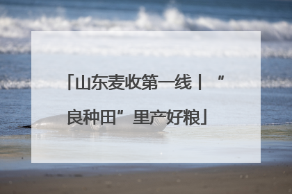 山东麦收第一线丨“良种田”里产好粮