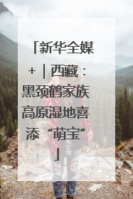 新华全媒+｜西藏：黑颈鹤家族高原湿地喜添“萌宝”