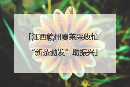 江西赣州夏茶采收忙 “新茶勃发”助振兴