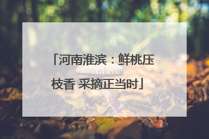 河南淮滨：鲜桃压枝香 采摘正当时