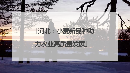 河北：小麦新品种助力农业高质量发展