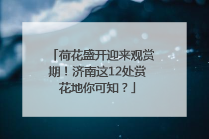 荷花盛开迎来观赏期！济南这12处赏花地你可知？
