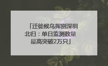 迁徙候鸟挥别深圳北归：单日监测数量最高突破2万只