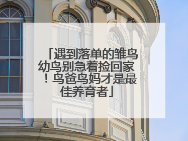 遇到落单的雏鸟幼鸟别急着捡回家！鸟爸鸟妈才是最佳养育者