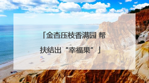 金杏压枝香满园 帮扶结出“幸福果”