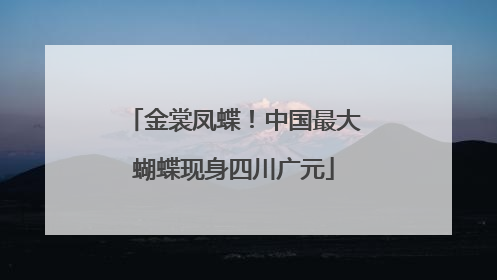 金裳凤蝶！中国最大蝴蝶现身四川广元
