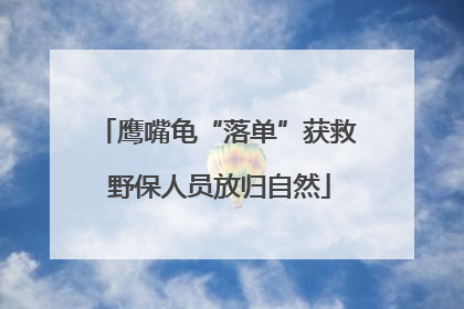 鹰嘴龟“落单”获救 野保人员放归自然