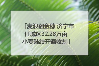 麦浪翻金穗 济宁市任城区32.28万亩小麦陆续开镰收割