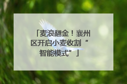 麦浪翻金！襄州区开启小麦收割“智能模式”